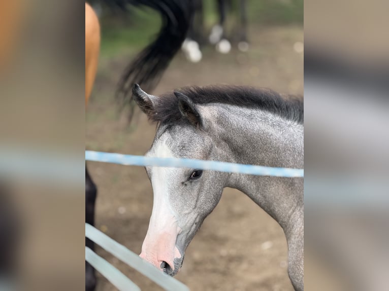 Westphalian Stallion 1 year 16.2 hh Can be white in Melle