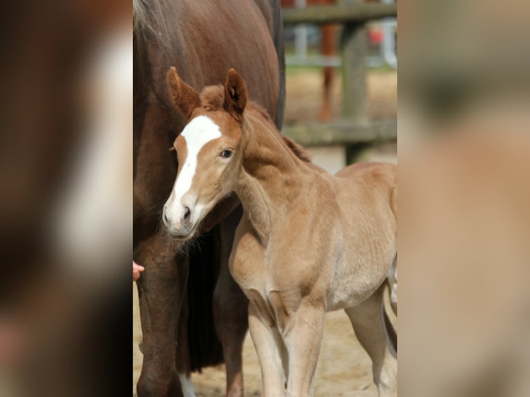 Westphalian Stallion 1 year 16,2 hh Chestnut-Red in Kutenholz