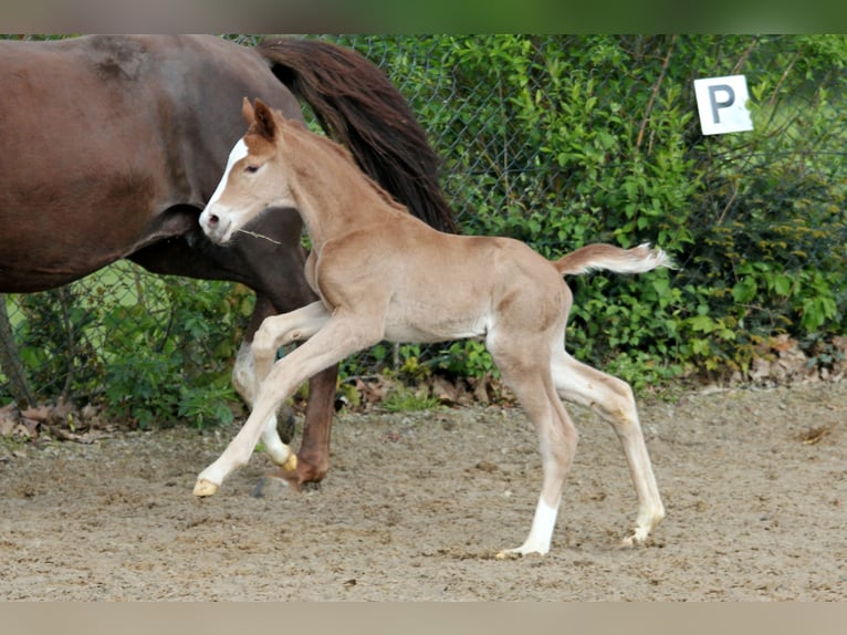 Westphalian Stallion 1 year 16,2 hh Chestnut-Red in Kutenholz