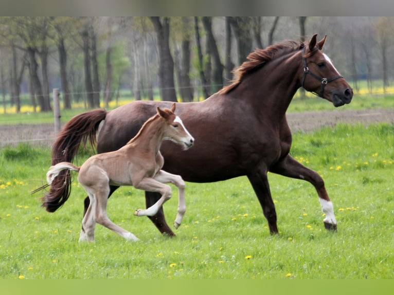 Westphalian Stallion 1 year 16,2 hh Chestnut-Red in Kutenholz