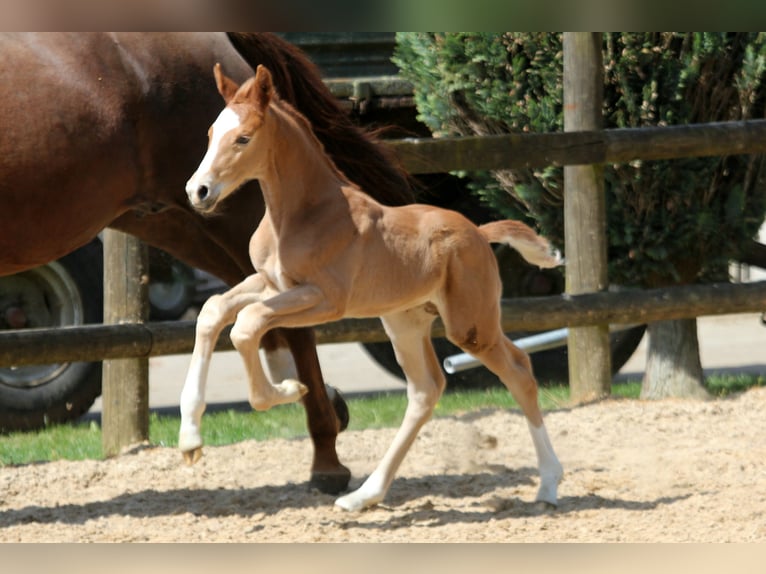 Westphalian Stallion 1 year 16,2 hh Chestnut-Red in Kutenholz