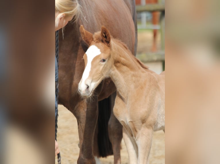 Westphalian Stallion 1 year 16,2 hh Chestnut-Red in Kutenholz