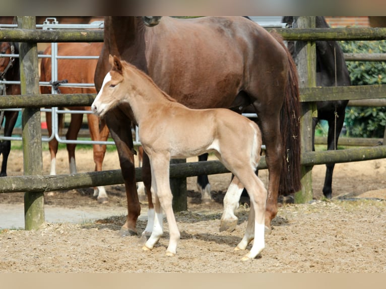 Westphalian Stallion 1 year 16,2 hh Chestnut-Red in Kutenholz