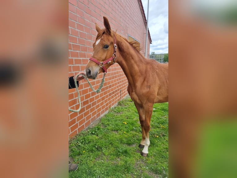 Westphalian Stallion 1 year 16,2 hh Chestnut-Red in Emsdetten
