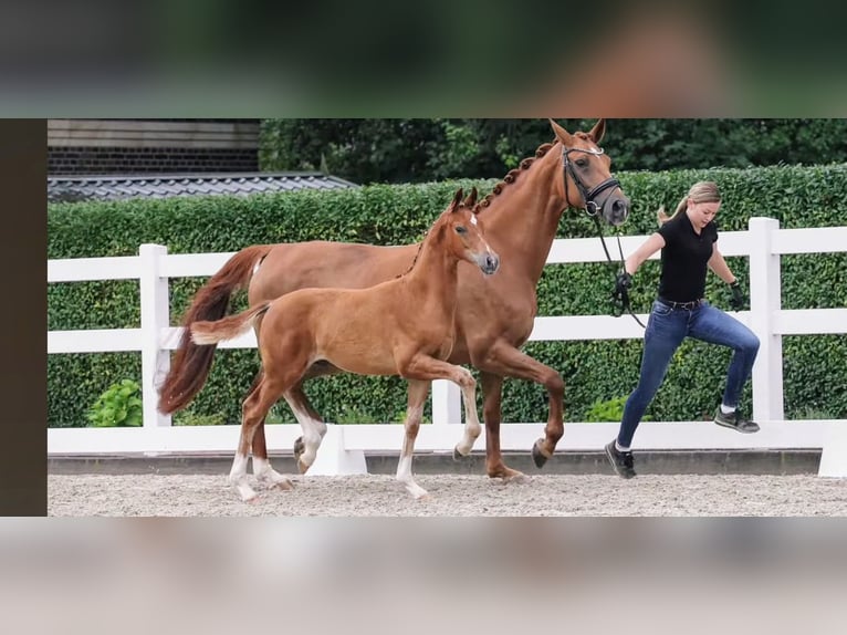 Westphalian Stallion 1 year 16,2 hh Chestnut-Red in Emsdetten