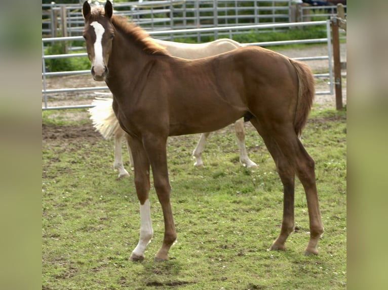 Westphalian Stallion 1 year 16,2 hh Chestnut in Emmerthal