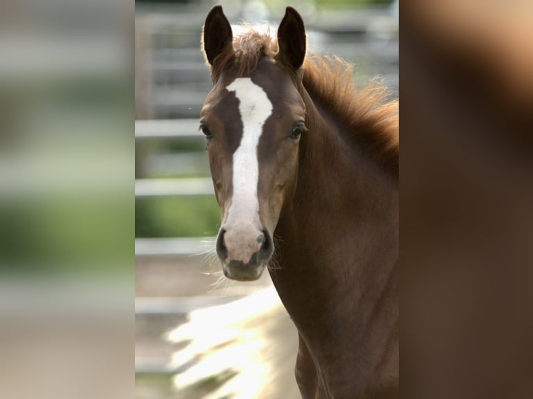 Westphalian Stallion 1 year 16,2 hh Chestnut in Emmerthal