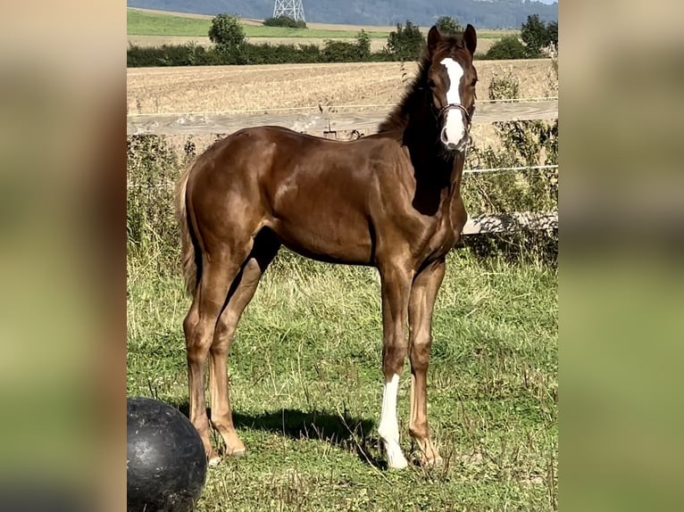 Westphalian Stallion 1 year 16,2 hh Chestnut in Emmerthal