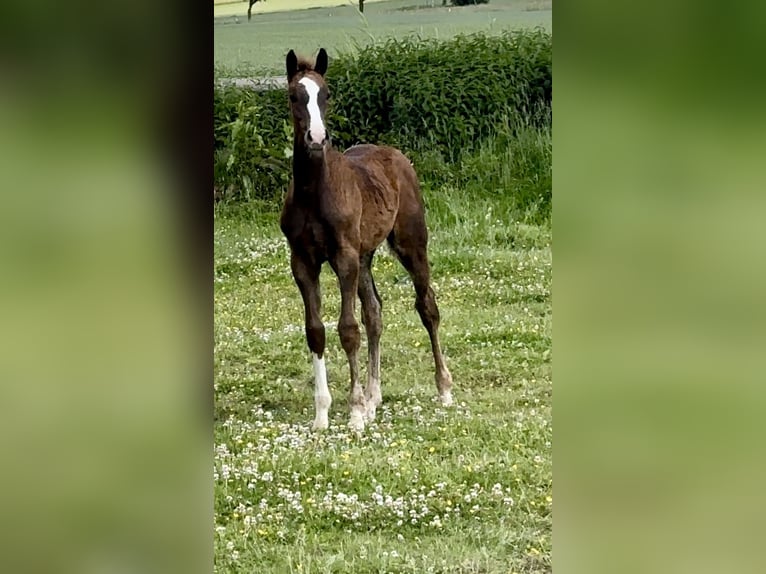 Westphalian Stallion 1 year 16,2 hh Chestnut in Emmerthal