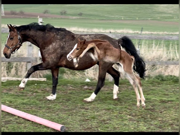 Westphalian Stallion 1 year 16,2 hh Chestnut in Emmerthal