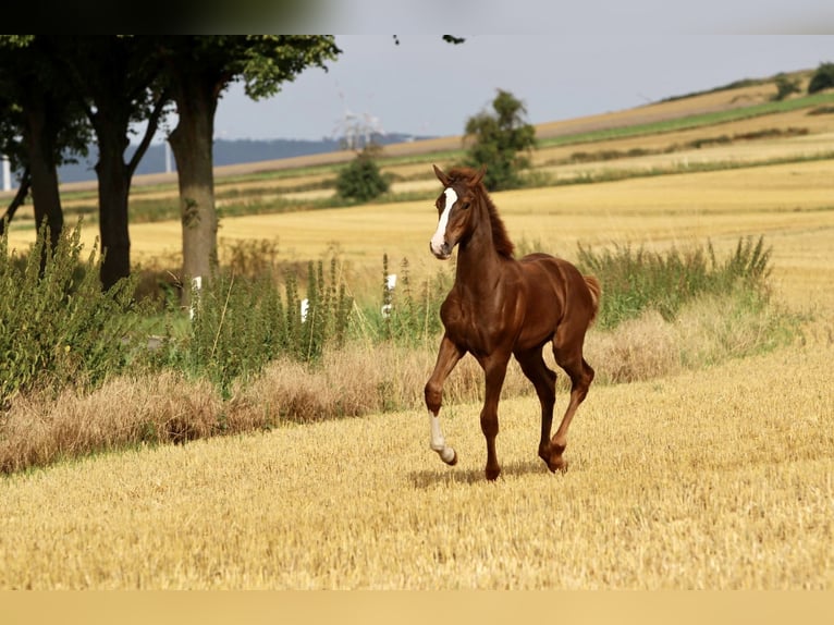 Westphalian Stallion 1 year 16,2 hh Chestnut in Emmerthal