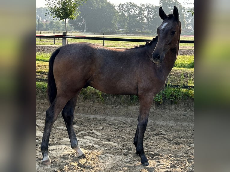 Westphalian Stallion 1 year 16,2 hh Gray in Harsewinkel