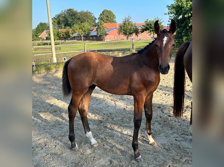 Westphalian Stallion 1 year 16,3 hh Brown in Harsewinkel