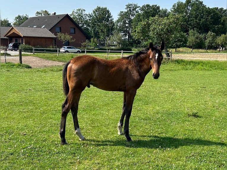 Westphalian Stallion 1 year 16,3 hh Brown in Harsewinkel