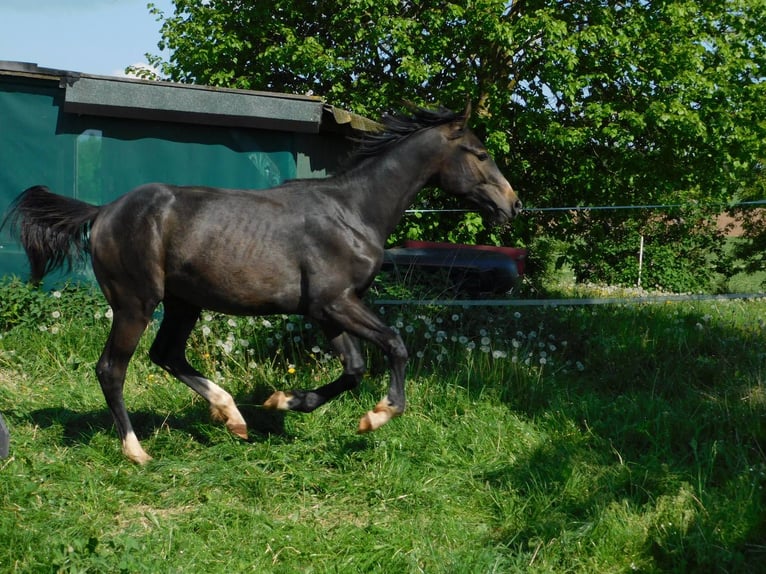 Westphalian Stallion 1 year 16,3 hh Can be white in Diemelsee