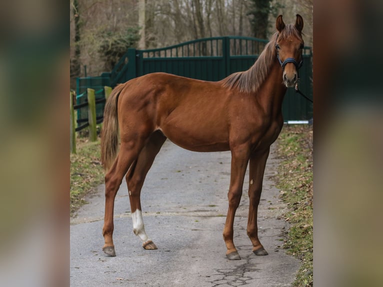 Westphalian Stallion 1 year 16,3 hh Chestnut in Lippstadt