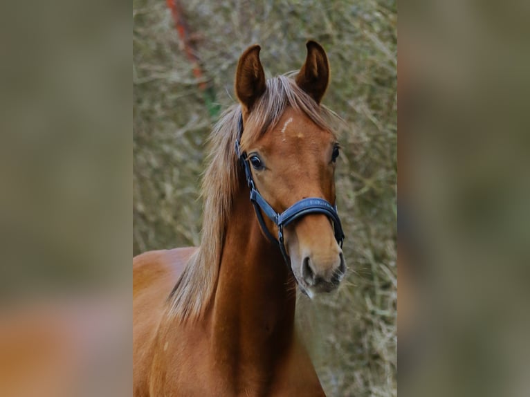 Westphalian Stallion 1 year 16,3 hh Chestnut in Lippstadt