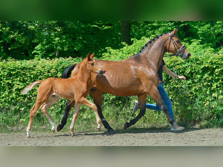 Westphalian Stallion 1 year 16,3 hh Chestnut-Red in Mettmann