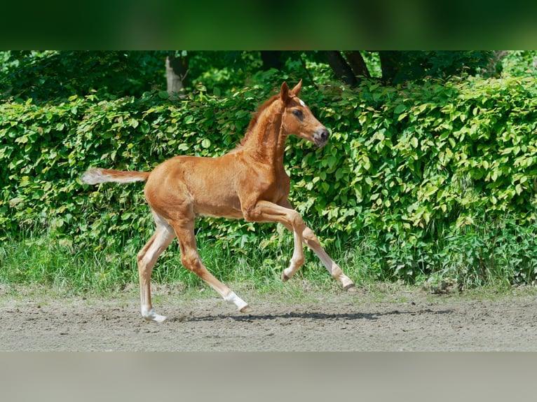 Westphalian Stallion 1 year 16,3 hh Chestnut-Red in Mettmann