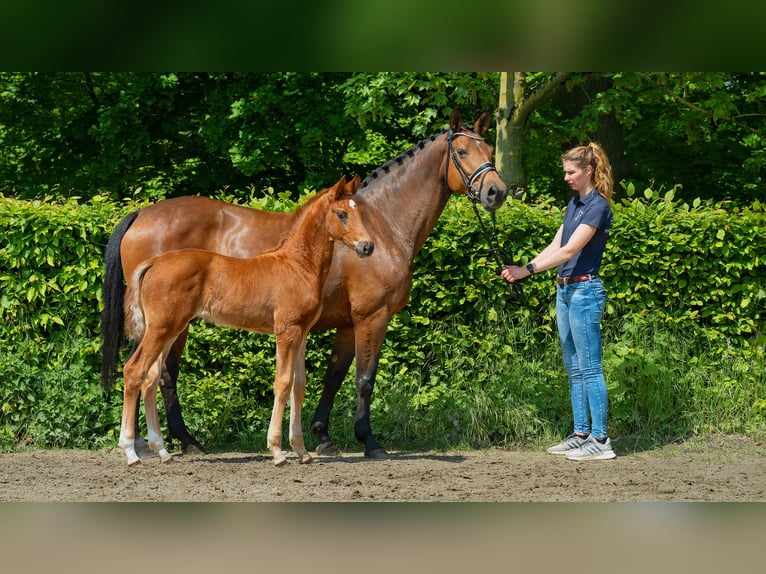 Westphalian Stallion 1 year 16,3 hh Chestnut-Red in Mettmann