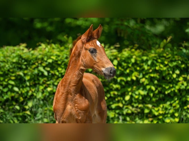 Westphalian Stallion 1 year 16,3 hh Chestnut-Red in Mettmann