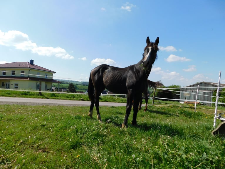 Westphalian Stallion 1 year 16,3 hh in Diemelsee