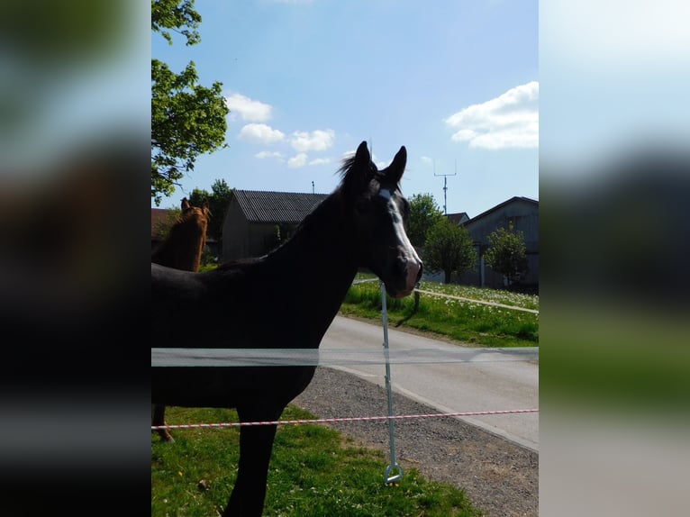 Westphalian Stallion 1 year 16,3 hh in Diemelsee