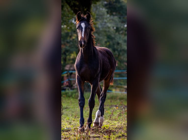 Westphalian Stallion 1 year 16,3 hh Smoky-Black in Ostbevern