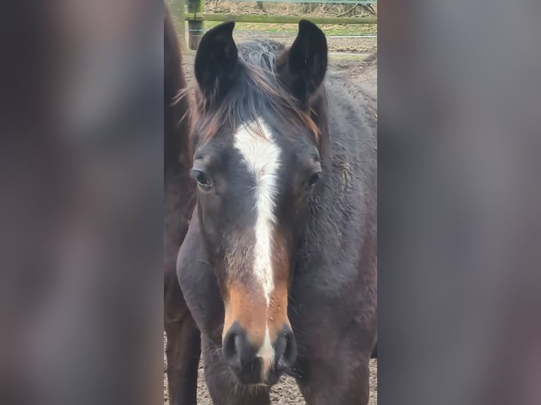Westphalian Stallion 1 year 16,3 hh Smoky-Black in Ostbevern