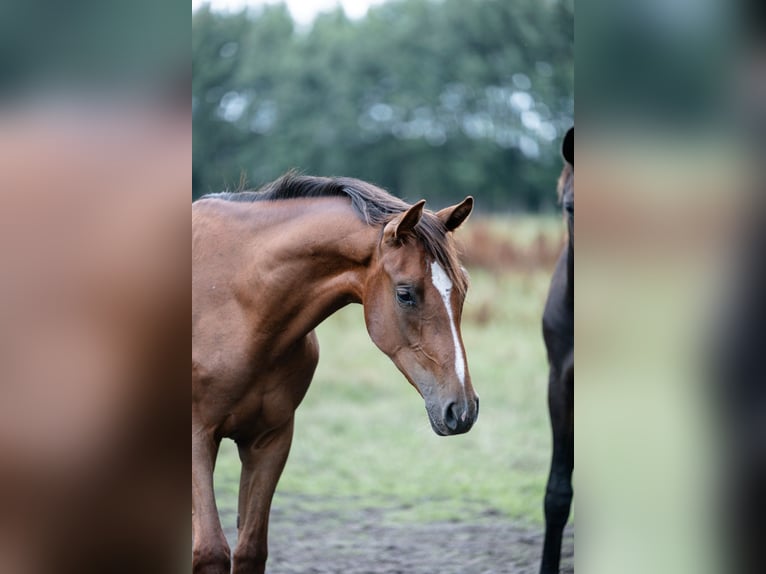Westphalian Stallion 1 year 16,2 hh Bay-Dark in Borken