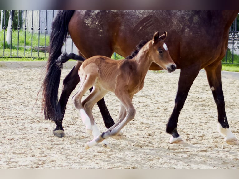 Westphalian Stallion 1 year 16,2 hh Brown in Dortmund