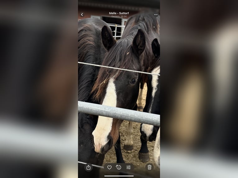 Westphalian Stallion 1 year 16,2 hh Smoky-Black in Melle