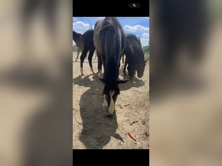 Westphalian Stallion 1 year 16,2 hh Smoky-Black in Melle