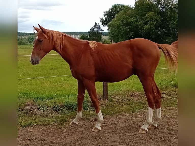 Westphalian Stallion 1 year 16,3 hh Chestnut in Hasbergen