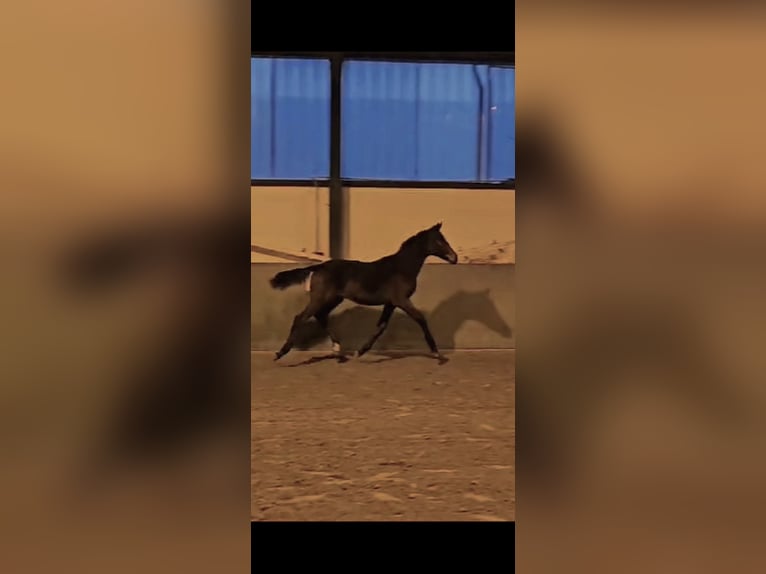 Westphalian Stallion 1 year 17 hh Bay-Dark in Kleve