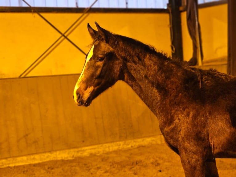 Westphalian Stallion 1 year 17 hh Bay-Dark in Kleve