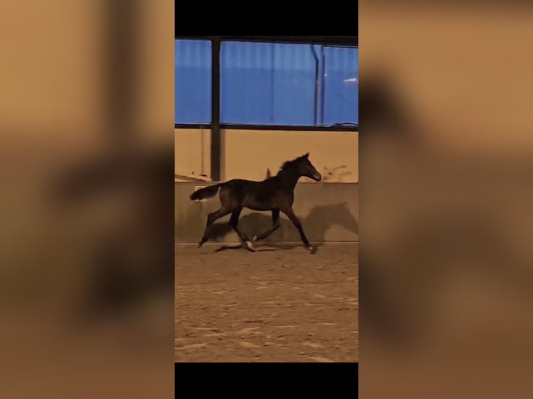 Westphalian Stallion 1 year 17 hh Bay-Dark in Kleve