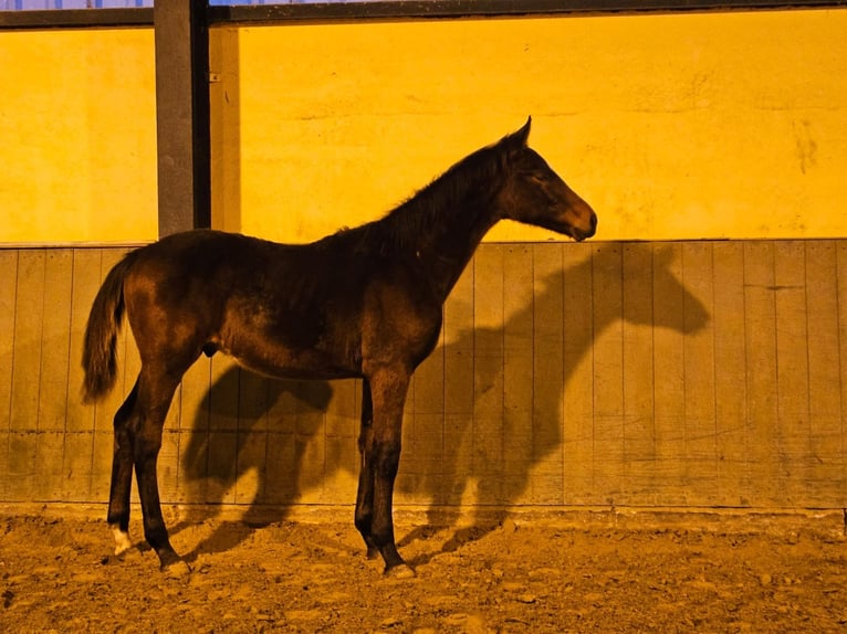 Westphalian Stallion 1 year 17 hh Bay-Dark in Kleve