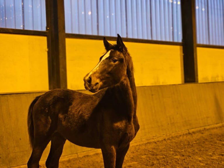 Westphalian Stallion 1 year 17 hh Bay-Dark in Kleve