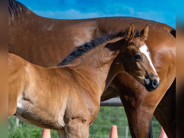 Westphalian Stallion 1 year 17 hh Brown in Trag