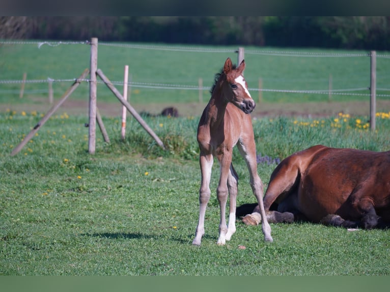 Westphalian Stallion 1 year 17 hh Brown in Trag