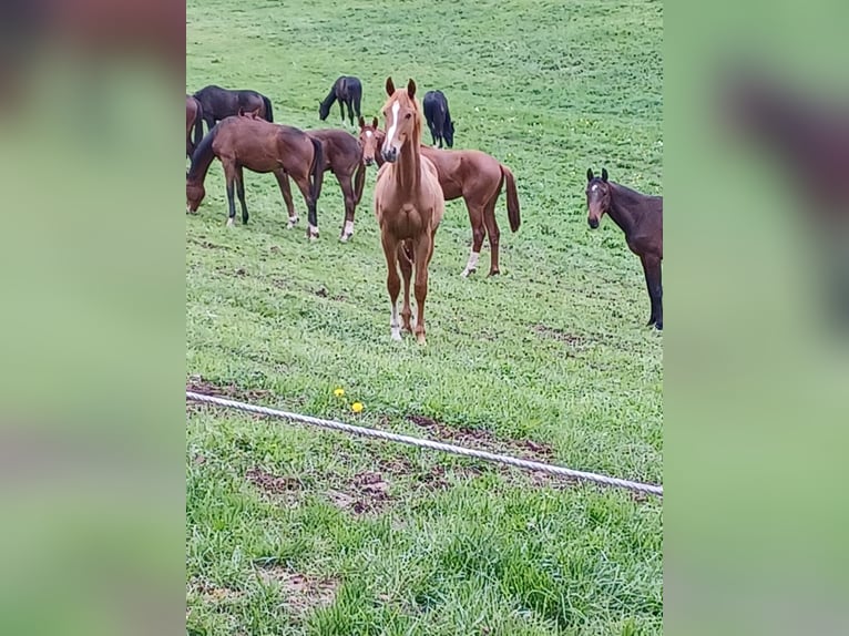 Westphalian Stallion 1 year 17 hh Chestnut-Red in Göttingen