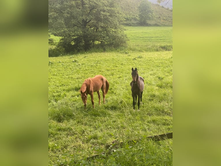 Westphalian Stallion 1 year 17 hh Chestnut-Red in Schmallenberg