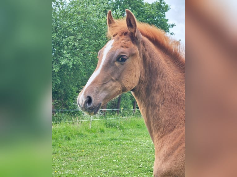 Westphalian Stallion 1 year 17 hh Chestnut-Red in Göttingen