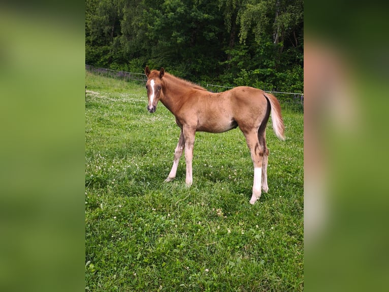 Westphalian Stallion 1 year 17 hh Chestnut-Red in Göttingen