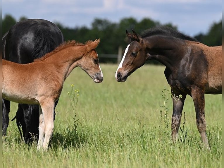 Westphalian Stallion 1 year 17 hh Smoky-Black in Reichenwalde