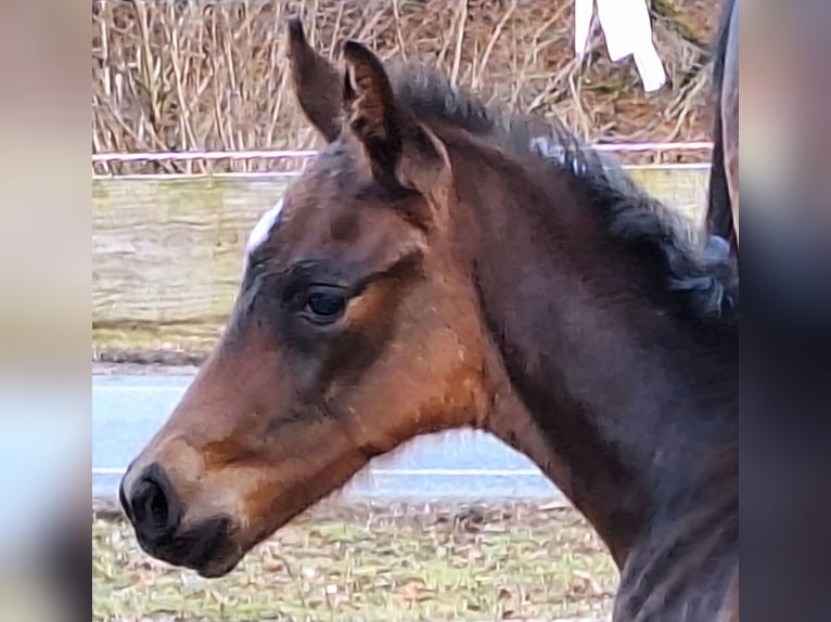 Westphalian Stallion 1 year Bay-Dark in Marktschellenberg