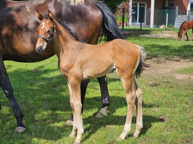 Westphalian Stallion 1 year Bay-Dark in Dorsten