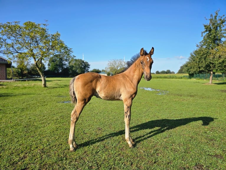 Westphalian Stallion 1 year Bay-Dark in Dorsten