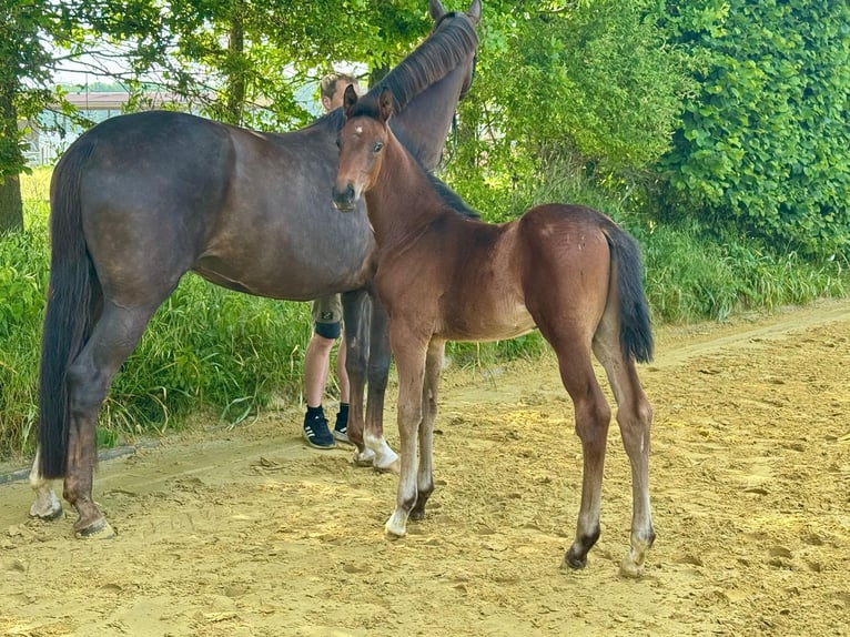 Westphalian Stallion 1 year Bay-Dark in Münster